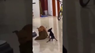 DOG DANCE 😂😂