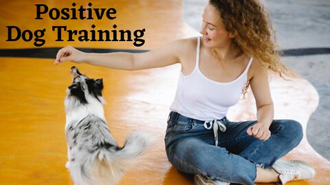 🐕 Dog Training Program – Behind the scene Footage at My Dog Trainer's Dog Training academy!