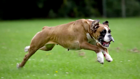 12 Fun and Furry Facts on the Boxer | Rare Animals