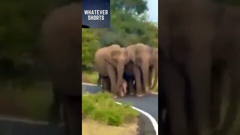 An elephant herd travelling and protecting a baby elephant #shorts #elephant #animals #baby