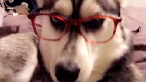 Four-eyed husky is definitely judging you