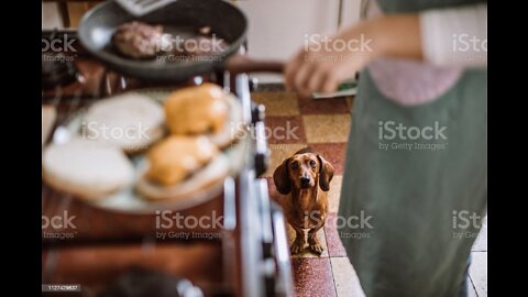 Making My Dogs Homemade Dog Treats