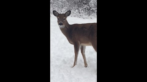 Mother deer leaves her fawns with human babysitter