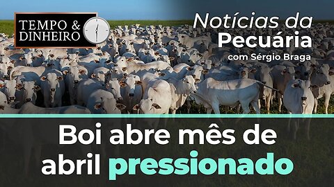 Boi abre mês de abril pressionado. IBAMA quer retirada de 85 mil cabeças de gado no Amazonas.