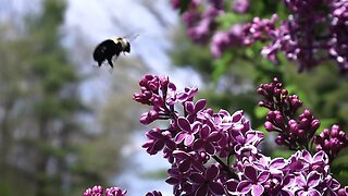 🌸 Lilac & The Bee 🌸