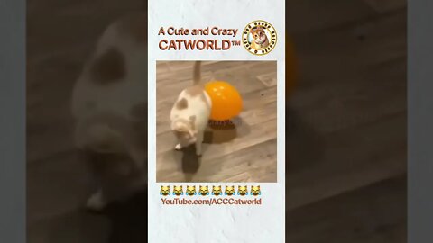 This Kitty And Her Balloon Are ‘Close Friends’…Kinda Lol 🐈🎈 (#152) | Funny Cat Videos #Shorts