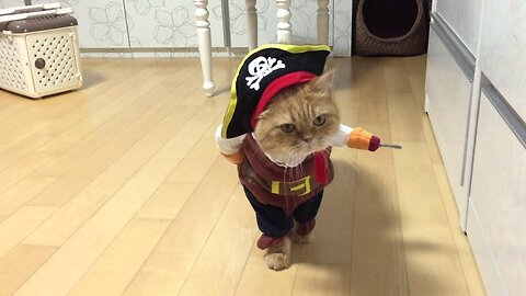 Viral Video UK: Pirate Cat!