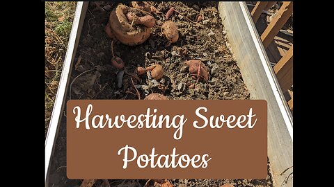 Harvesting Sweet Potatoes!