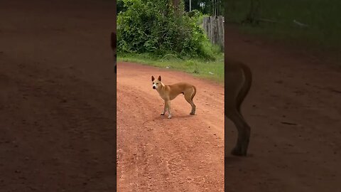 Let's translate the barking dog meanings- he wonder who are you? where are you from?🤣