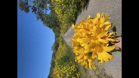 Vlogs: Travel in the season of wild sunflowers