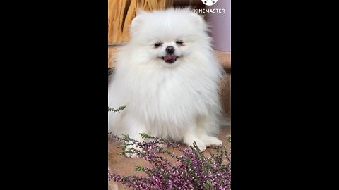 Cutes dogs / cutes dog and video videos