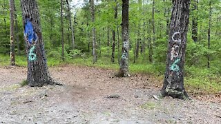 Walk and talk tour of the Devil's Tramping Ground, NC