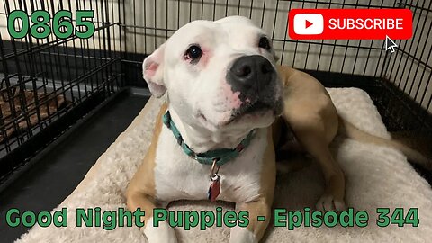 [0865] GOOD NIGHT PUPPIES - EPISODE 344 [#dogs #doggos #doggos #puppies #dogdaycare]