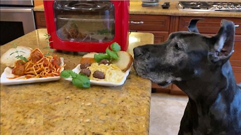 Polite Great Danes Enjoy Tasty Italian Dinner