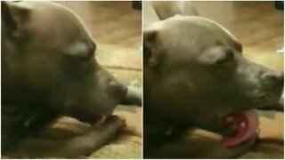 Dog falls asleep while licking herself!