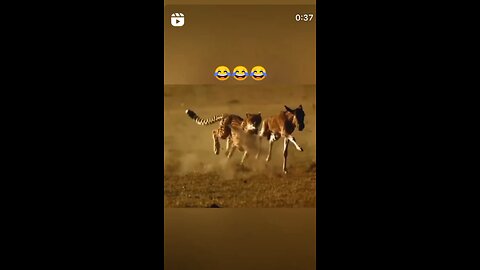 Funny videos animals