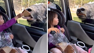 Little Girl Fearlessly Hand Feeds Giant Bison