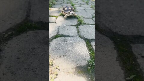 Strutting to the beat of #makeba #viral #trending #tortoise #viralvideo #music #shorts #short #lol