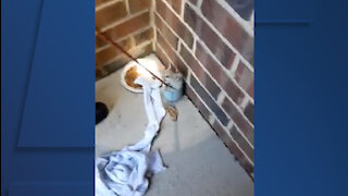 Sheffield Village Fire Department rescues kitten from 15-foot drain pipe