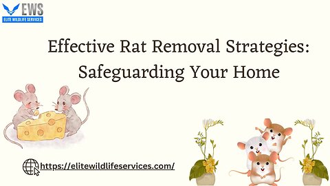 Effective Rat Removal Strategies Safeguarding Your Home