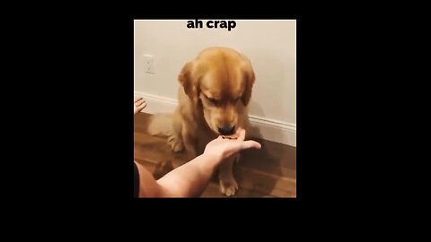 Funny animal videos