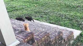 Litter Of Kittens Adorably Play Together On Stairs