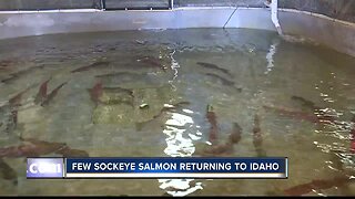 Few sockeye returning to Idaho