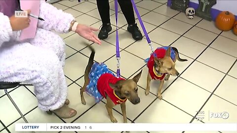 Halloween pet costume parade at Gulf Coast Humane Society