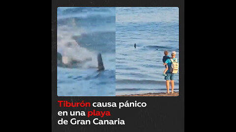 Tiburón de más de dos metros es avistado en una playa española