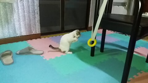 ute cat playing with a string(60day old cat - part5)