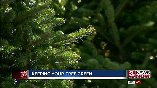 Courtney's Corner: Keeping Your Christmas Tree Fresh