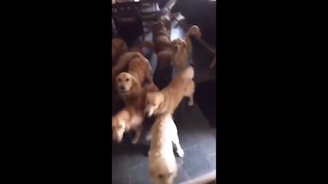 Army of golden retrievers