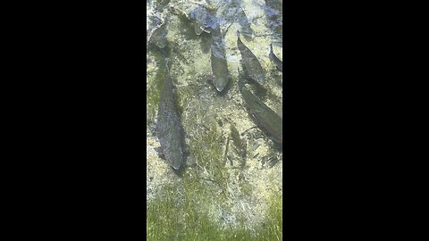 Ohio Trout hangin in the current