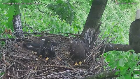 Hays Bald Eagles Mom brings fish Eaglets Want Mom to Feed It 2022 05 19 836am