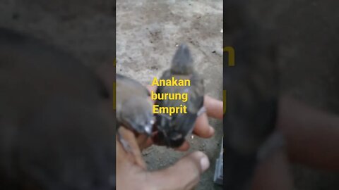 sepasang anakan burung emprit #short