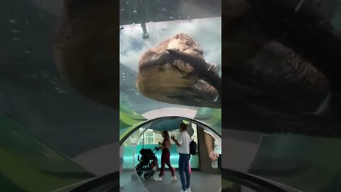 Wait till the end #shorts 🥺 🦦 #miami #ottersoftiktok