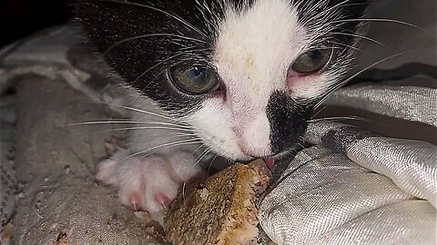 Cute Cat eats Bone #satisfying