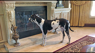 Great Dane sees his reflection for the first time