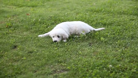 puppies of a golden retriever are playing in the park (2)