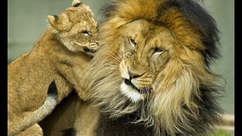 Lion dad tries to ditch his youngsters