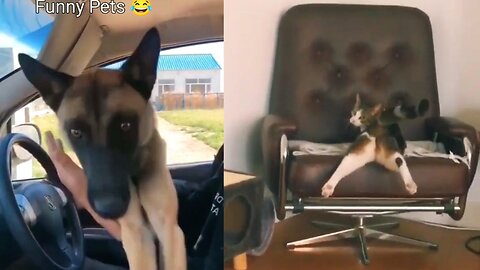 Funny animal videos|Cute animal videos |Funny dog&cat videos|Hilarious pet videos|funny video