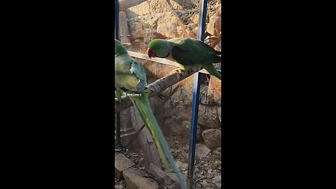 Kashmiri Raw Parrots