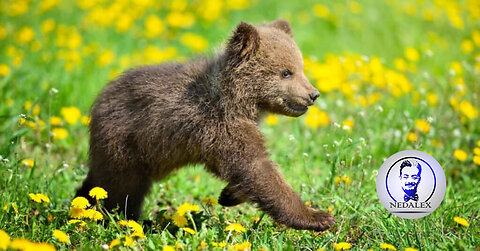 Baby Capybara Playing