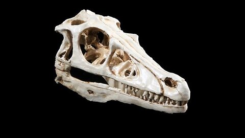 Raptor Skull Fossil Replica Small Resin Model