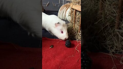 Guinea pigs afternoon cuteness