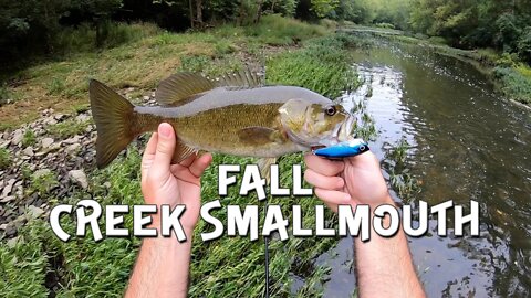 Chasing TONS of fall creek SMALLMOUTH!