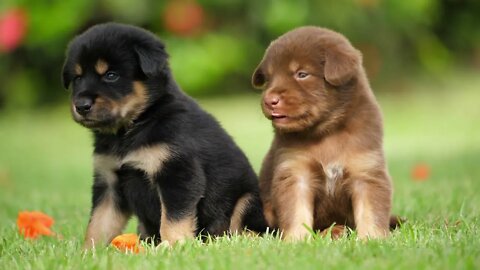 Cute Puppy Baby Dog Playing In Park