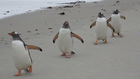 Penguin Fail - Best Bloopers from Penguins Spy in the Huddle