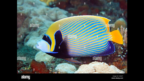 Beautiful Emperor Angelfish Swimming