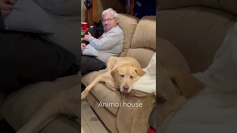 Animal RV, Animal House #shorts #rv #dog #cat #rvmiles